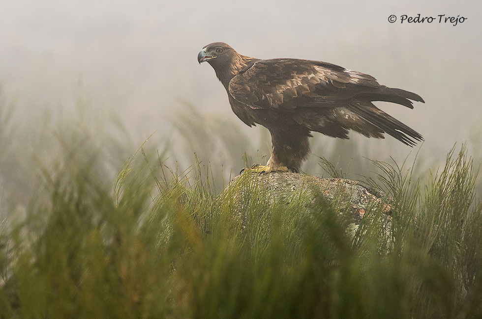 Águila real (Aguila chrysaetos)